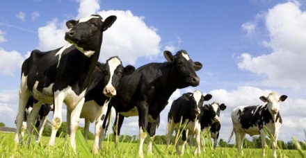 Guia da vaca saudável