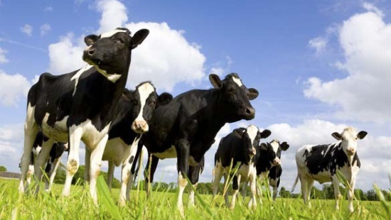 Guia da vaca saudável