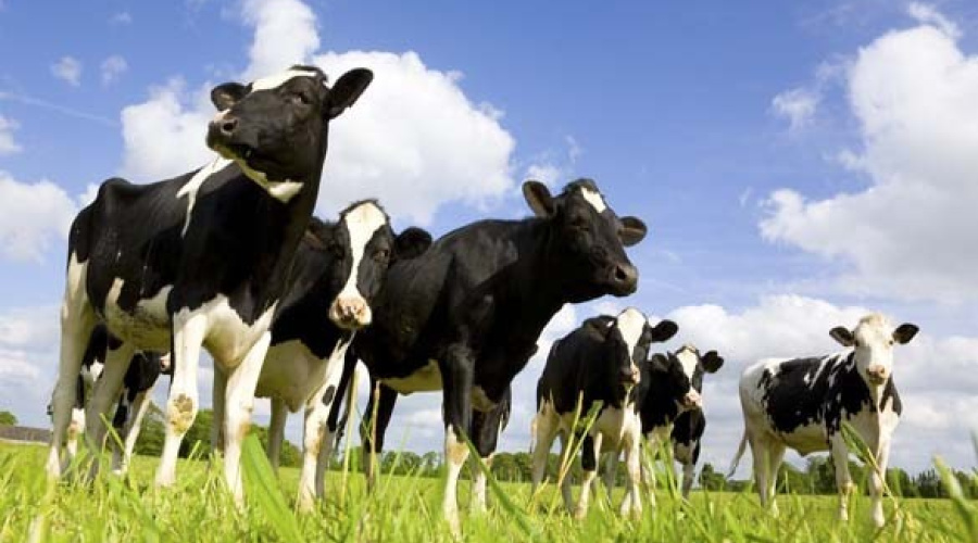 Guia da vaca saudável