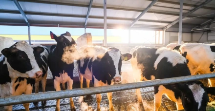 Doenças respiratórias dos bovinos exigem prevenção, manejo e resposta rápida no campo