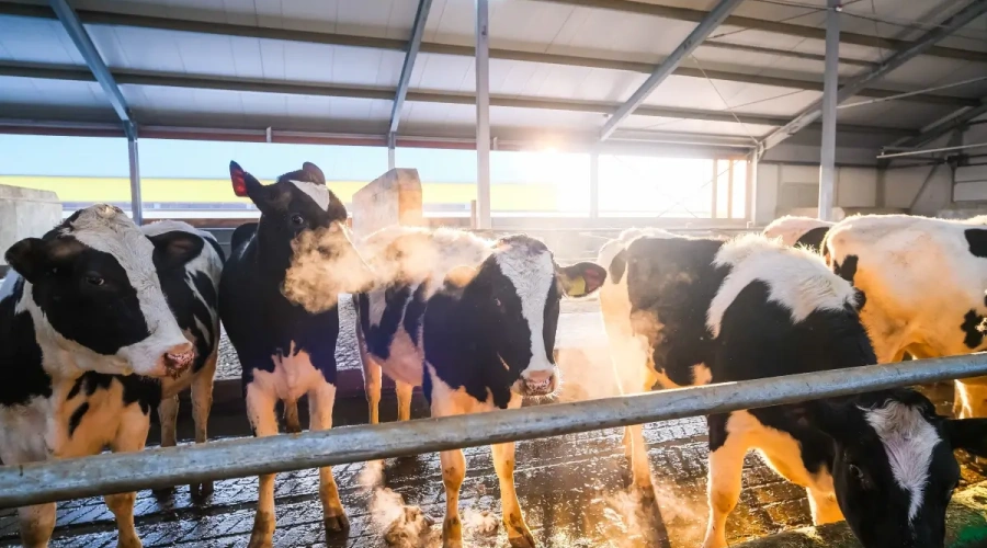 Doenças respiratórias dos bovinos exigem prevenção, manejo e resposta rápida no campo