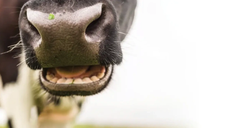 Entenda as múltiplas causas da estomatite bovina e sua implicações para a saúde e produtividade