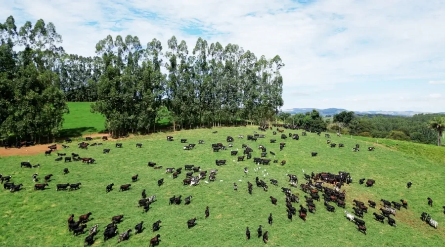 Produção com rusticidade é o segredo do sucesso da raça Girolando