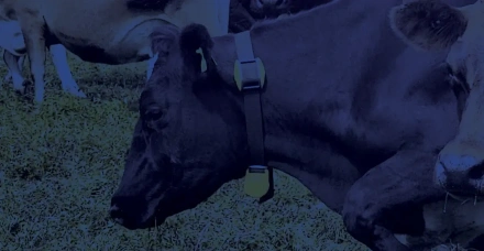 Datamars Apresenta: manejo reprodutivo direcionado é a próxima evolução da reprodução em fazendas leiteiras