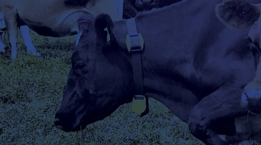 Datamars Apresenta: manejo reprodutivo direcionado é a próxima evolução da reprodução em fazendas leiteiras