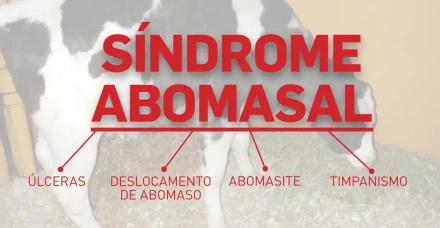Entenda tudo sobre a síndrome abomasal em bezerras