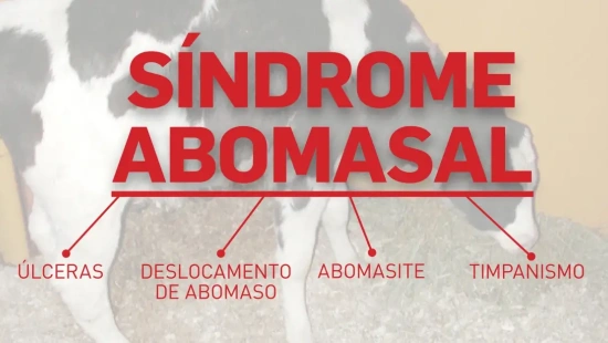 Entenda tudo sobre a síndrome abomasal em bezerras