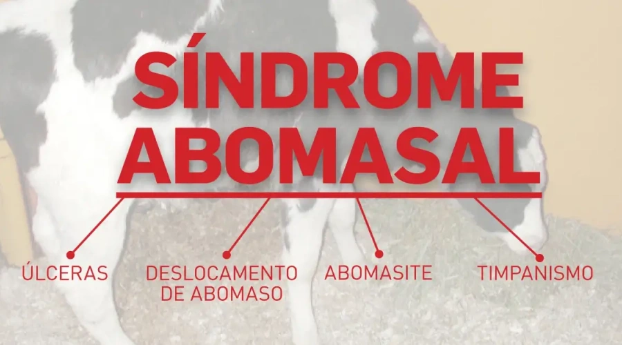Entenda tudo sobre a síndrome abomasal em bezerras