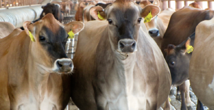 Medicina de Produção: “A eficiência na integração das ferramentas de manejo”