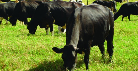 Produção Intensiva de Leite em Pasto - Parte I - Seca