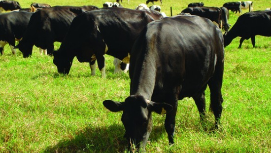 Produção Intensiva de Leite em Pasto - Parte I - Seca