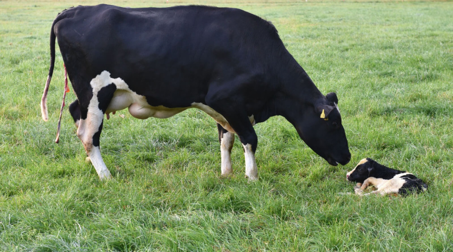 Deslocamento de abomaso: como reverter?