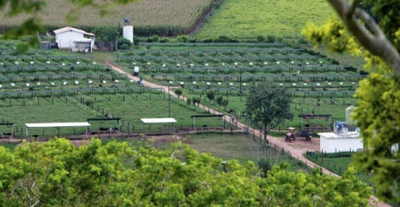 Conheça o sistema de criação de bezerras da Fazenda Santa Luzia - “Bezerreiro tropical”