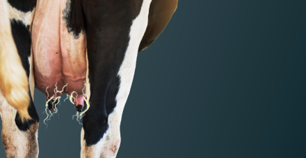 FAQ MAIS LEITE: Terapia de Vacas Secas