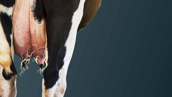 FAQ MAIS LEITE: Terapia de Vacas Secas