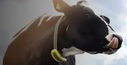 Agroleite terá palestra sobre uso prático do monitoramento de vacas leiteiras