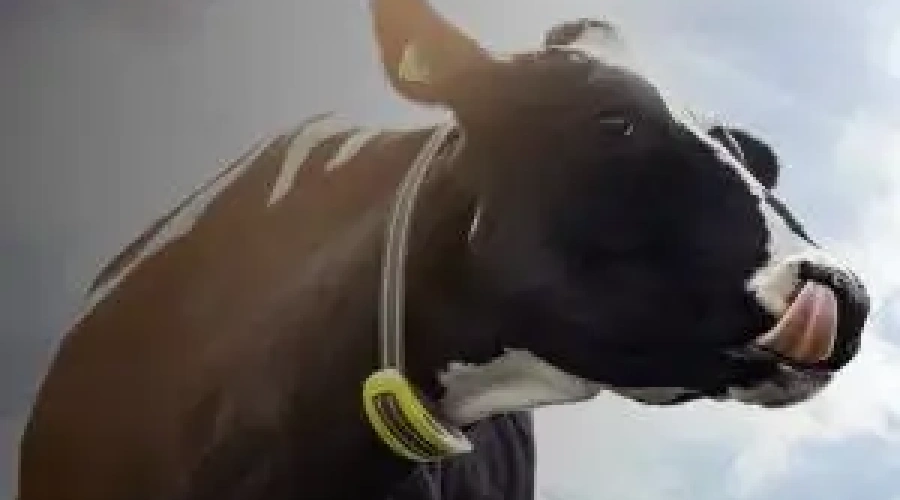 Agroleite terá palestra sobre uso prático do monitoramento de vacas leiteiras