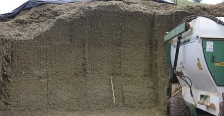 Inoculantes em silagem de milho: quando usar?