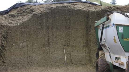 Inoculantes em silagem de milho: quando usar?