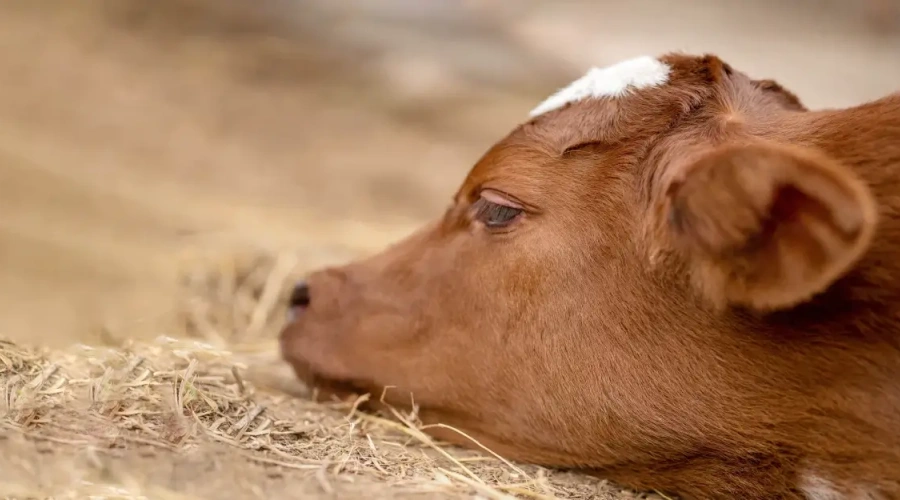 Prejuízos e controle: saiba tudo sobre a tristeza parasitária bovina e seus agentes causadores