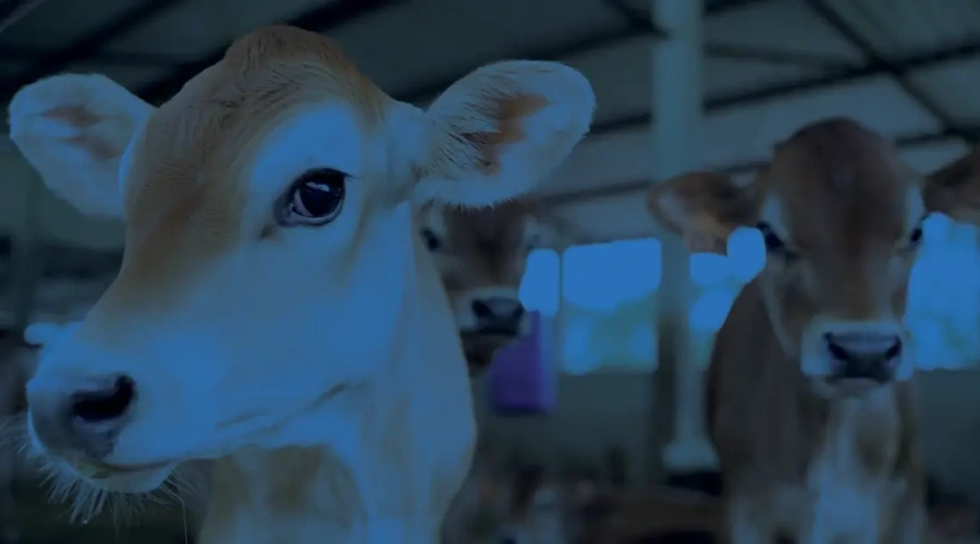 Elanco Apresenta: os impactos da doença respiratória bovina na criação de bezerras saudáveis