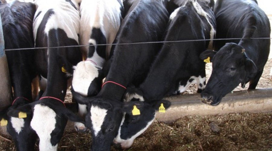 Por que o fígado é tão importante para as vacas leiteiras?