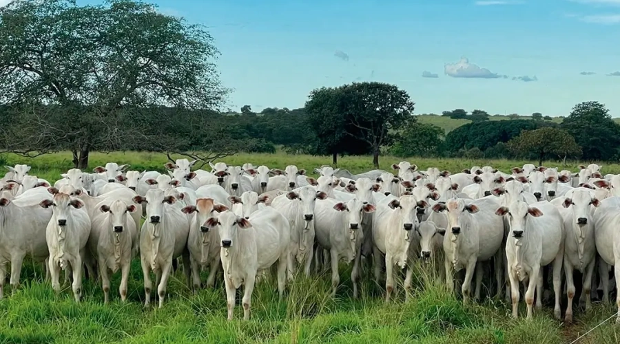 Dispositivo de progesterona para IATF proporciona maior bem-estar animal em novilha
