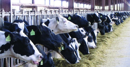Impacto do manejo nutricional e das instalações no comportamento alimentar de vacas leiteiras