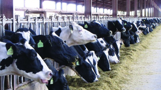 Impacto do manejo nutricional e das instalações no comportamento alimentar de vacas leiteiras