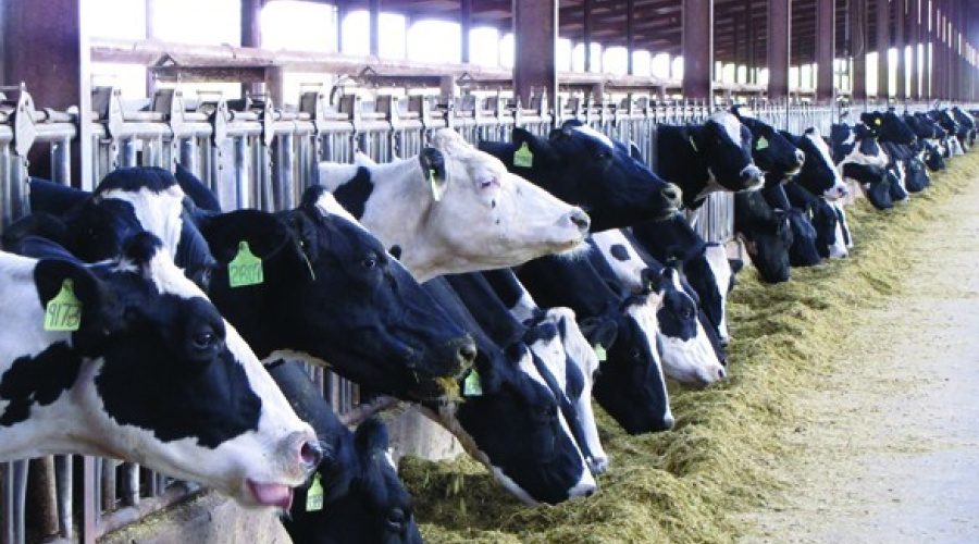 Impacto do manejo nutricional e das instalações no comportamento alimentar de vacas leiteiras