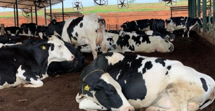 Fazenda Barreiro: lugar de vaca e gente feliz!