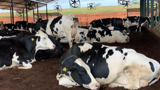 Fazenda Barreiro: lugar de vaca e gente feliz!