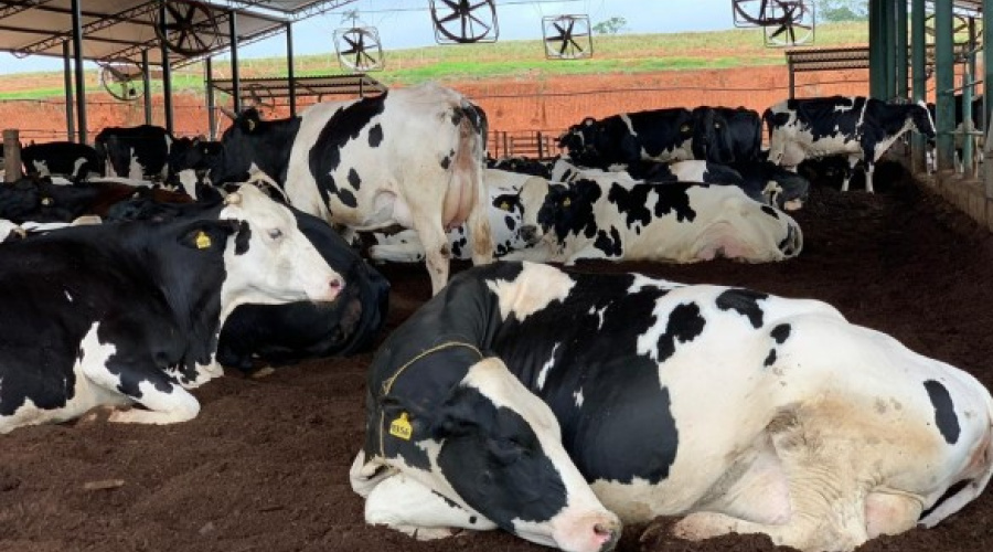 Fazenda Barreiro: lugar de vaca e gente feliz!