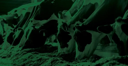 Como trabalhar nutrição e proteica e nitrogênio ureico do leite na formulação de dietas de vacas leiteiras?