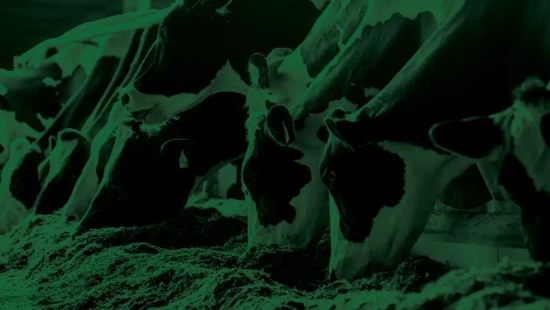 Como trabalhar nutrição e proteica e nitrogênio ureico do leite na formulação de dietas de vacas leiteiras?