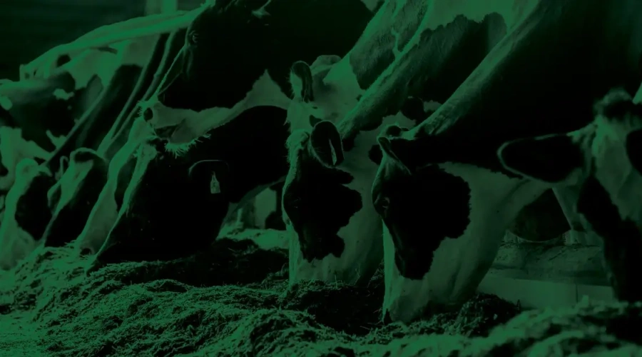 Como trabalhar nutrição e proteica e nitrogênio ureico do leite na formulação de dietas de vacas leiteiras?