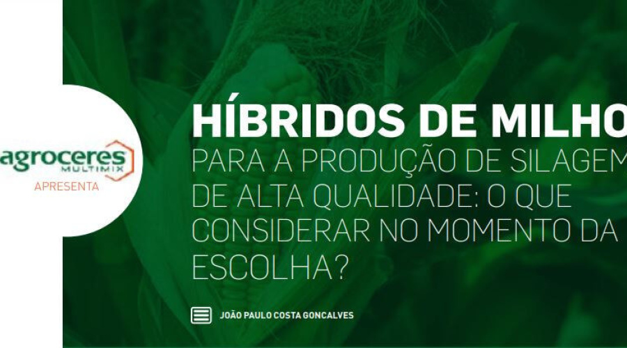 Híbridos de milho para a produção de silagem de alta qualidade: o que considerar no momento da escolha?