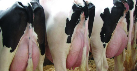 Cultura microbiológica do leite na fazenda: Uma nova ferramenta para o diagnóstico de mastite