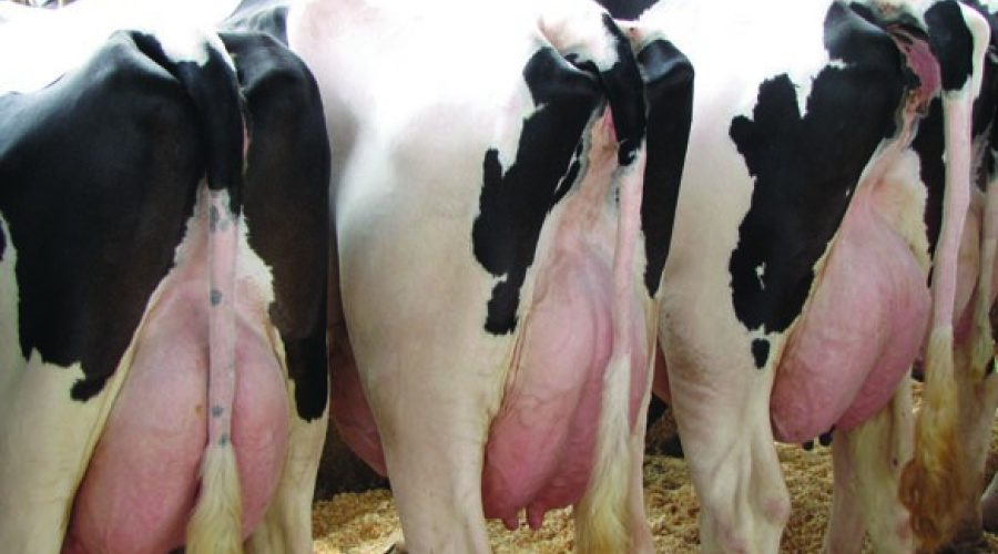 Cultura microbiológica do leite na fazenda: Uma nova ferramenta para o diagnóstico de mastite