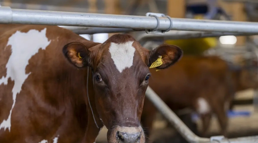 A expansão da Fazenda Hamra marca uma nova era para a inovação da DeLaval