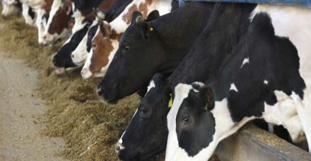 Nutrição de precisão visando aumentar a eficiência produtiva