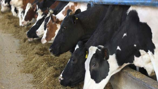Nutrição de precisão visando aumentar a eficiência produtiva