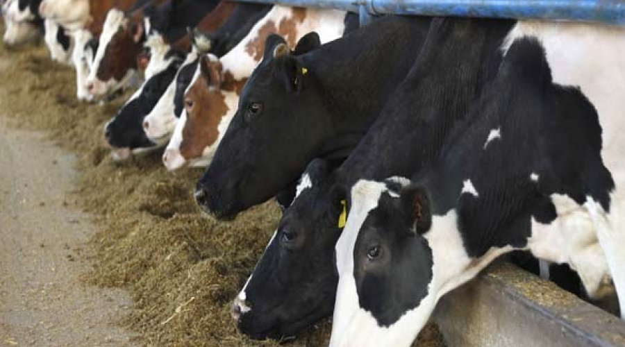 Nutrição de precisão visando aumentar a eficiência produtiva