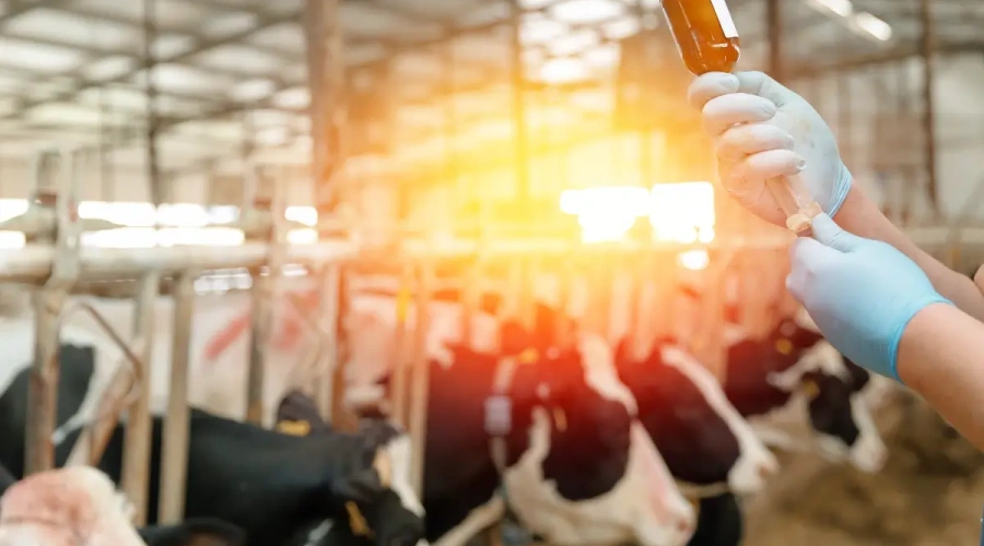 Farmácia da Pecuária: quando estrutura e prevenção fazem a diferença no campo