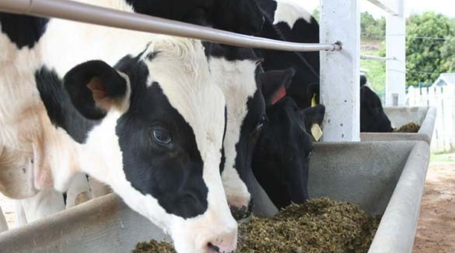 Fontes alternativas de energia e proteína para bovinos leiteiros
