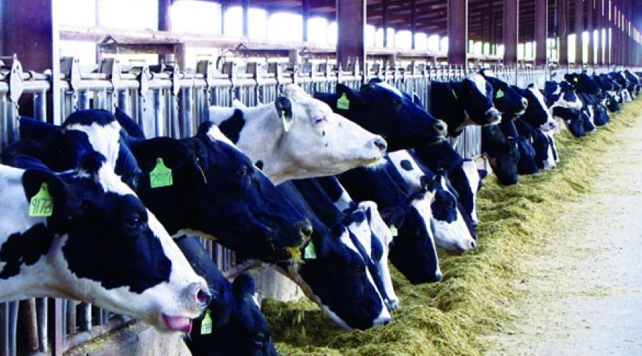 Os fundamentos na alimentação e manejo de vacas leiteiras que podemos aprender (ou reforçar) com a experiência americana que atravessou uma grande crise em 2009