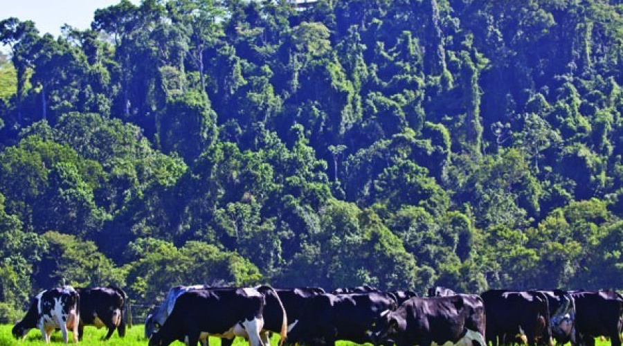 Fazenda Santa Luzia - Passos/MG