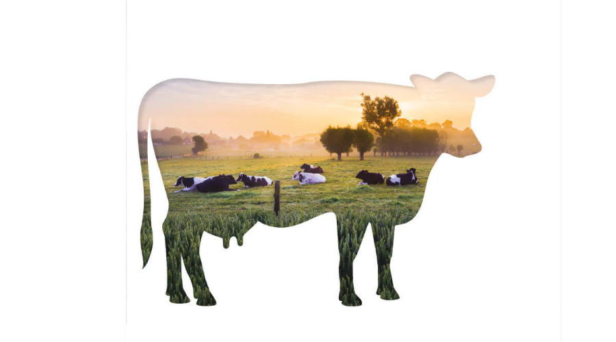 Vacas mais calmas emitem menos metano