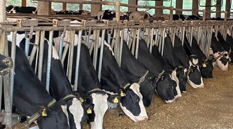 Tecnologia na cadeia leiteira: monitoramento reduz índice de mortalidade e eleva em 16% a produção de leite em fazenda do Sul