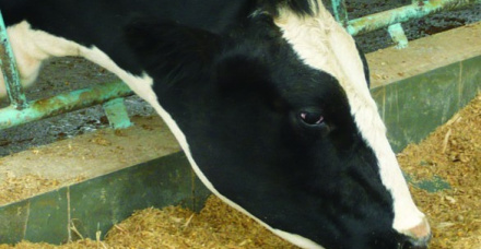 Leveduras vivas e cultivo de leveduras em dietas de bovinos leiteiros - Parte II